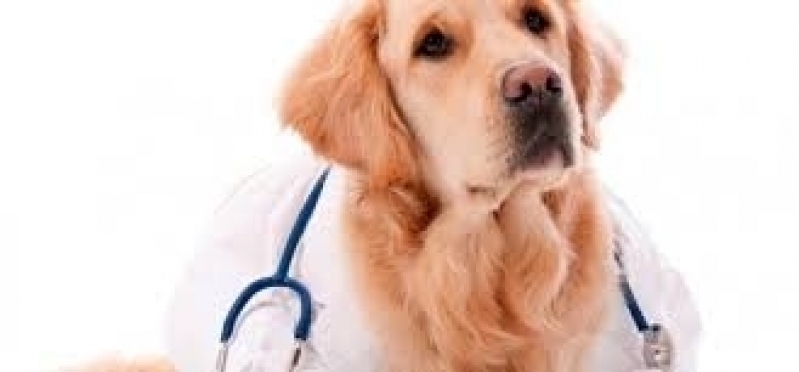 Veterinários Especializados