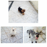 Hotel para Cães 55868 Vila Maria