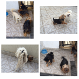 Onde achar Hotel para Cães 57838 Mandaqui