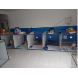 Onde achar um Hotel para Cachorro Diária 94155 Vila Guilherme