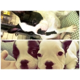 Preço Pet Shop para Animais Exóticos 49203 Jardim São Paulo