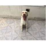 Qual o preço de Hotéis para Cães 40466 Jaçanã