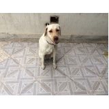 Qual valor de Hotéis para Cães 82551 Tremembé