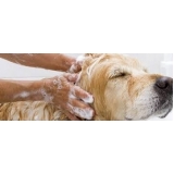 serviço de tosa higiênica em cachorro preço Vila Maria