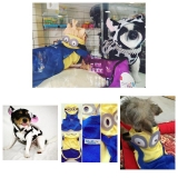 Valor Pet Shop para Animais Exóticos 58439 Cachoeirinha
